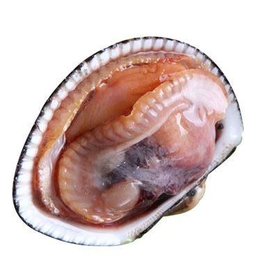 China New Product FROZEN Hot Selling High Quality High Quality Seafood Frozen Cooked Arkshell for sale