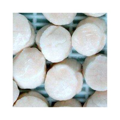 China Promotion Price New Product Seafood Meat Scallop Frozen Meat 36-40PCS/LB for sale