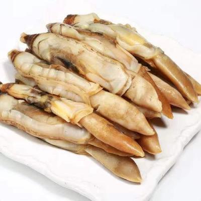 China Professional Seafood Whole New Product Factory Frozen Cooked Razor Clam Meat 51-60PCS/LB for sale