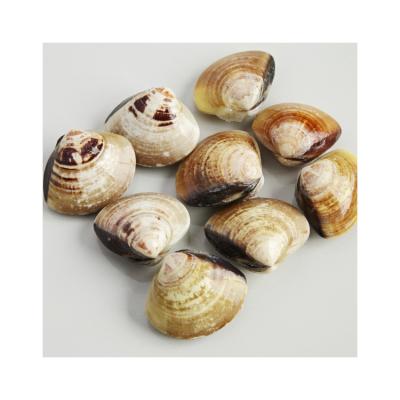 China New Product Large Capacity Large Custom Whole Yolk Seafood Fully Hard Frozen Clams 31-35PCS/LB for sale