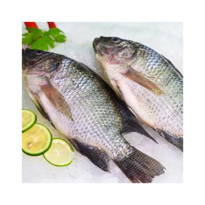 China New Product Custom Fresh Frozen Low Salt Seafood Manufacturer China Frozen Cleaned Tilapia for sale