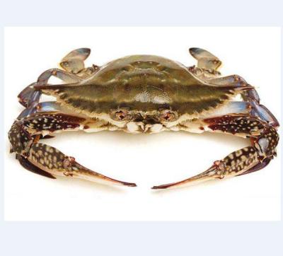 China FROZEN 2022 Wholesale High Quality New Product Live Red Frozen Alive Sea Catch Swimming Crabs For Sale for sale