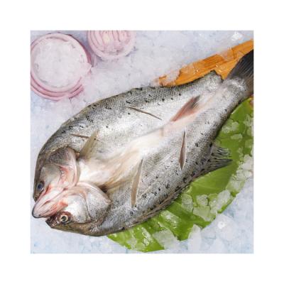 China China Factory Good Quality Custom Seafood Fully Cleaned Fresh Butterfly Frozen Sea Bass 800-1000G/PC for sale