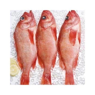 China Price High Quality Low Salt Hot Custom Maker Frozen Red Bigeye for sale