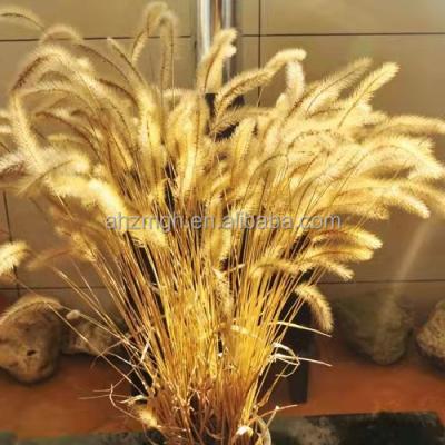 China Delicate& Color Stable High Quality Dry Foxtail House Decorations For Shooting Props for sale