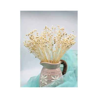 China Delicate& Wedding stable color acacia beans new floral for home decoration and office decoration for sale