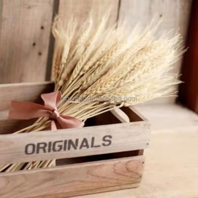 China Delicate& New 2021 Real Color Wheat Decoration Stable High Quality Plants For Shooting Props And Home Decoration for sale