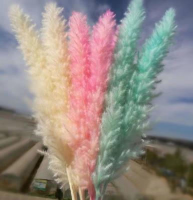 China Delicate& High Quality Stable Color Pampas Grass Small Reeds Dried Flowers for Home Decoration and Office Decoration for sale