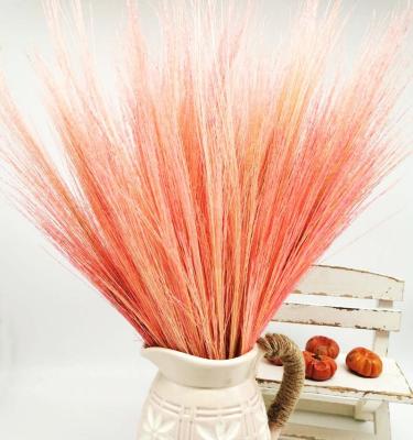 China Delicate& Color stable the best true dry Miscanthus flowers for home decoration and office decoration for sale