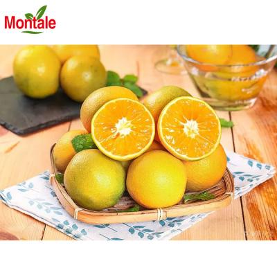 China Summer Sweet Fresh Nutritious Healthy Valencia Navel Orange For Export for sale