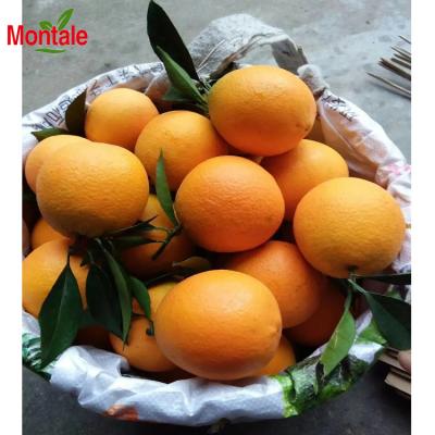 China Egypt Sweet Fresh Nutritious Healthy Valensia Orange Fresh Ctrus Fruit for sale