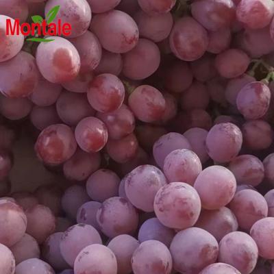 China Wholesale good quality fresh red grape ready to export for sale