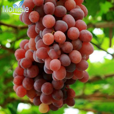 China New Season Global Fresh Red Grapes from Natural Orchard Manufacturer for sale