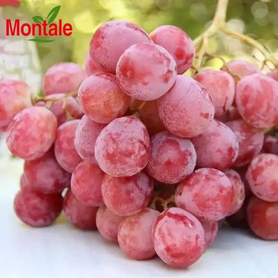 China Natual charming the big fresh high quality hot sale of red grapes in worldwide for sale