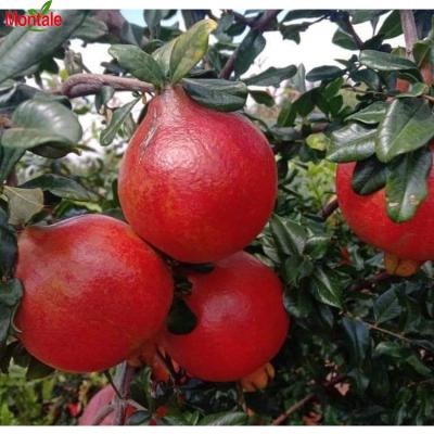 China Fresh hot sale fresh pomegranate fruit juicy red color export quality for sale