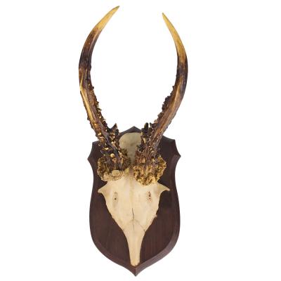 China Africa Wholesale Customize Resin Crafts Sculpt Vivid Exquisite Wall Decor Hanging Antelope Skull Horns for sale