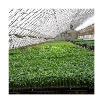 China Widely Used Solar Greenhouse Easily Assembled Greenhouse Greenhouse Conservative Price for sale