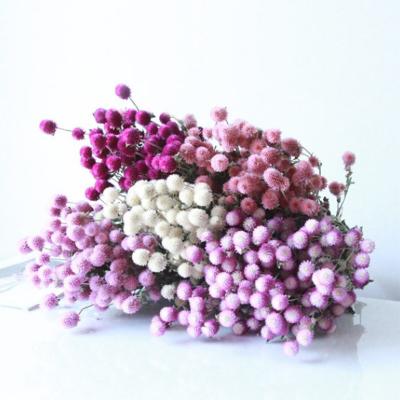 China Natural Preserved Dried Gomphrena Wedding Durable Wholesale Decoration Globosa Real Dried Flowers For Interior Wall Decoration for sale