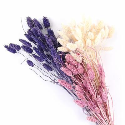 China High Grade Durable Dried Flowers Dog Tail For Home Decoration Natural Plants Dog Tail Floral Grass For DIY for sale