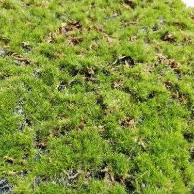 China New Design Environmental Greenery Artificial Moss Carpet Mat For Wall Decoration YM-CP014 for sale