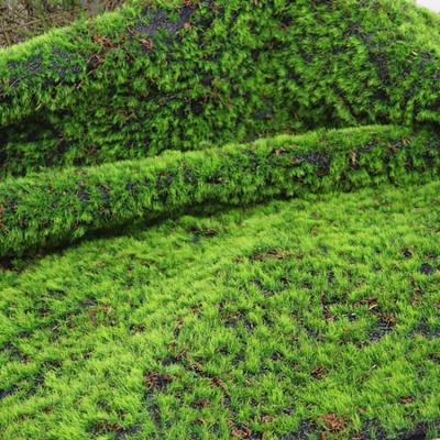 China Wholesale YM-CP038 Environmental Mixed Color Natural Artificial Moss Vertical Garden For Wall Decoration for sale