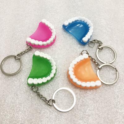 China Plastic Medical Model Keychain Toy Tooth Model/Shape Key Chain/Tooth Toy Different Colors Acrylic Custom Gifts for sale