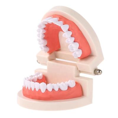 China Plastic Dental Use Tooth Model for sale