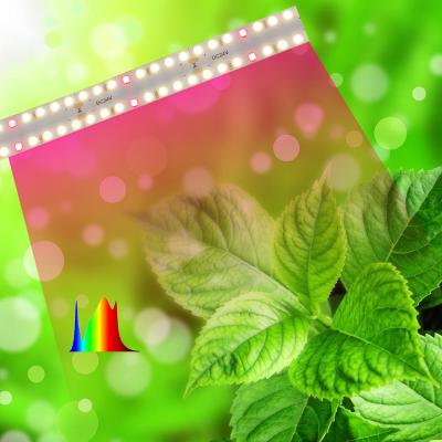 China Special Led Plant Grow Light With Durable Consumption And Low Power Super Bright Plant Growth Light CMSF240M24V for sale