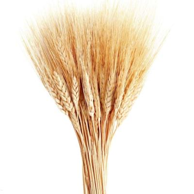 China Party Natural Dried Flower Wheat Stalks 40 Cm 100 Stems For Wedding Gold Table Kitchen Home Decor for sale