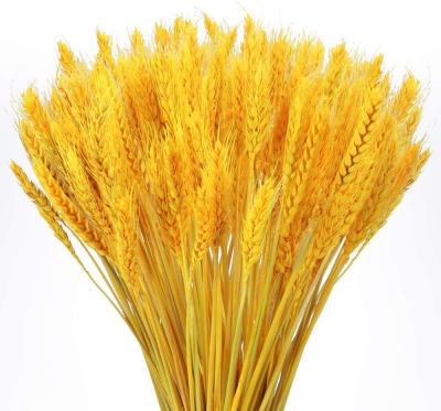 China Part 100 Pcs Wheat Real Dried Flowers Bouquet Golden Natural Wheat For Vase DIY Home Wedding Harvest Halloween Thanksgiving Decor43cm for sale