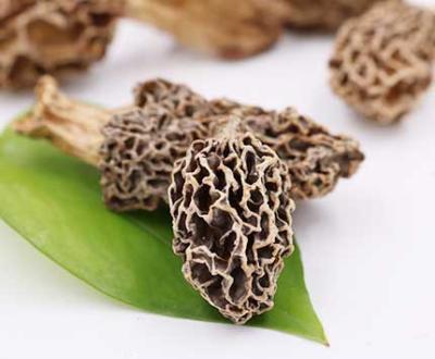 China Free Samples Dried Spread NatureBlack Nightshade / Morchella Shiitake Mushroom Stem Shiitake Mushroom for sale