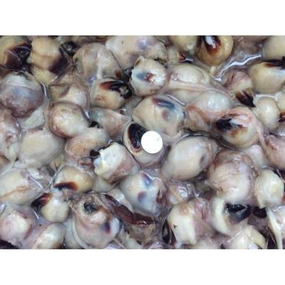 China OEM factory outlet squid mouth meat squid beak giant squid nutritious frozen beak for sale