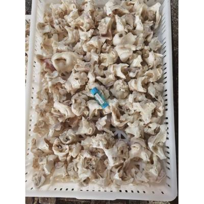 China Peru Giant Squid Neck frozen nutritious factory Indian Ocean squid neck direct meat for sale