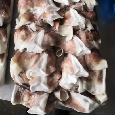 China Nutritious Chinese Manufacturer Squid Neck 300-500g Giant Frozen Squid Neck for sale