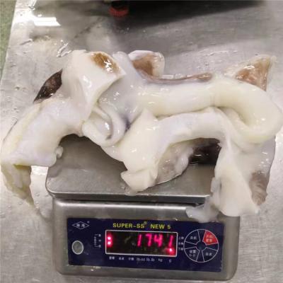 China Nutritious High Quality Lager Size Indian Ocean Squid Neck BQF Squid Neck for sale