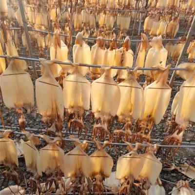 China Nutritious Hot Sale Premium Whole Dried Export Squid Wholesale Dried Squid Vietnam Dried Squid for sale