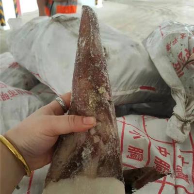 China Big BQF Nutritious Cheap Peruvian Block Squid Tail Jellies Tips Squid Tail Makers for sale