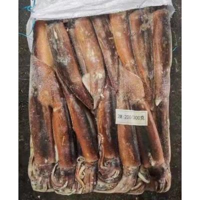 China Squid 300-400g raw frozen C2/C3 Argentina Argentine squid wholesale high quality nutritious squid for sale