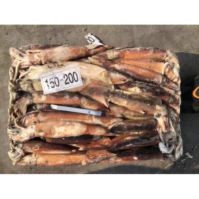 China Import 300/400g Illex nutrient block squid Argentina factory supply frozen frozen squid for sale