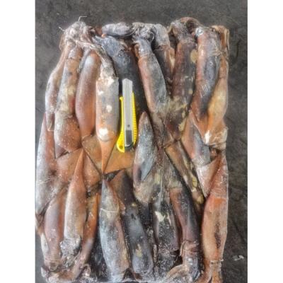 China Nutritious High Quality Frozen Importer Calamari Iqf Squid Frozen Equatorial Giant Squid for sale