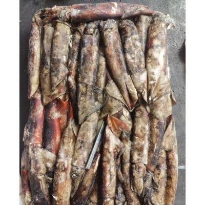 China Nutritious Seafood High Quality Suppliers Equatorial Squid 500-1000g WR Giant Squid Raw Material for sale