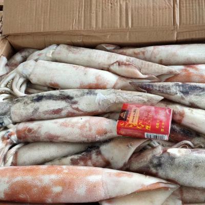 China Todarodes Pacificus Industries Raw Japanese Flying Squid Calamari Nutritious Squid Jellies for sale