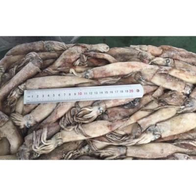 China Nutritious Frozen Frozen Supplier China Nutritious Frozen Pacific Todarodes Arrowhead Squid Flying Squid for sale