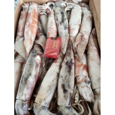 China Nutritious Natural Whole Round Squid Todarodes Frozen Raw Squid 200Mm Squid for sale