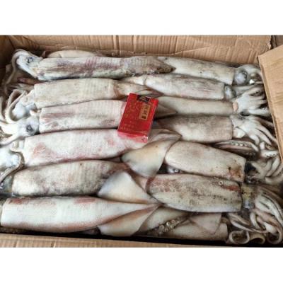 China Nutritious Frozen Commercial Calamari Calamari Raw Frozen Squid 100g Importers Japan for sale