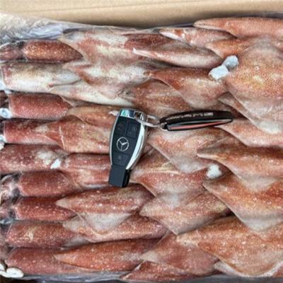 China Wholesale Loligo Squid Patagonian Loligo Squid Gahi Loligo Roligo Japanese Calamari Frozen Nutritious Frozen Squid for sale