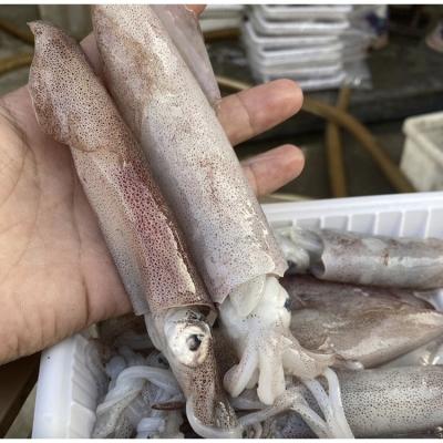 China Good Price Nutritious Frozen Loligo High Quality Nutritious Frozen Squid Loligo Calamari Premium Squid for sale