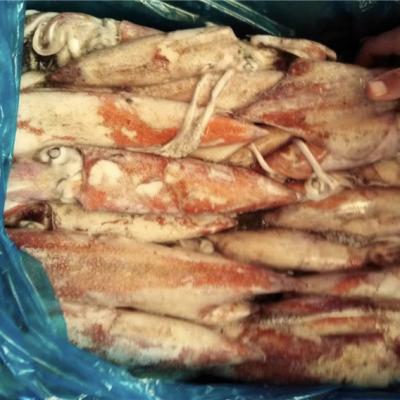 China Nutritious Raw Frozen Squid Loligo Baby Wholesale Price U5 U10 Frozen100-200g Frozen Squid Roligo for sale