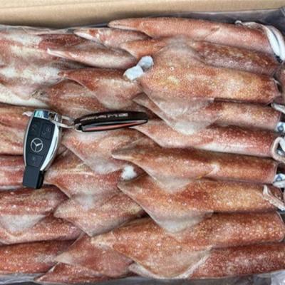 China Nutritious Frozen Iqf Loligo Gahi Calamari Squid China Supplier Frozen Loligo Squid China Supplier for sale