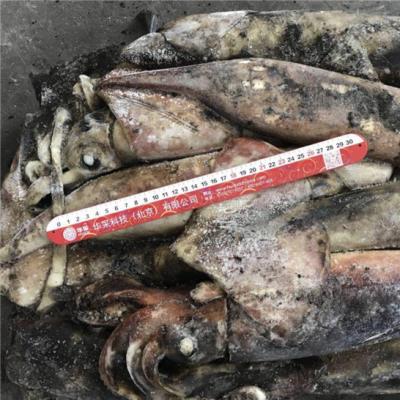 China Nutritious Red Ocean Squid Around Ommastrephes Bartrami Squid Seafood Frozen Large Squid Importer for sale